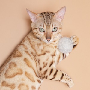 미즈펫 고양이 캣닢 장난감 볼 캣잎